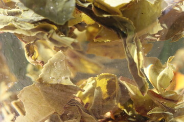 Pouring green tea in cup. Glass tea pot. Hot healthy drink. Healthy Green Tea leaf floating inside the glass of hot water on a close up view