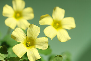 yellow flowers on green background