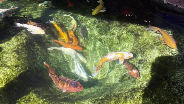 High angle lockdown shot of Koi Carp fish swimming in pond during sunny day