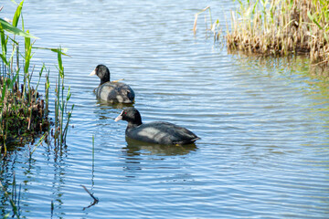 湖で泳ぐ二羽のオオバン