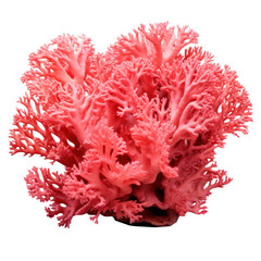 Coral on transparency background PNG