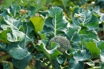 Closeup of broccoli growing in a garden.