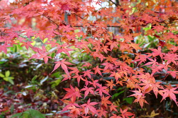 世田谷の秋の風景。旧小坂家庭園の紅葉。