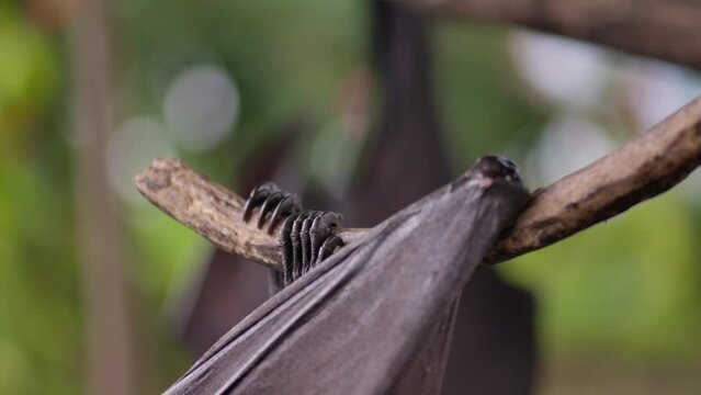 Fruit bat or flying fox - Pteropus giganteus. Tourist zone in Bali, Indonesia
