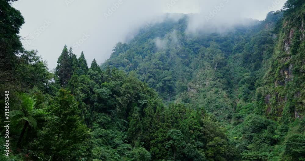 Sticker misty landscape with fir forest