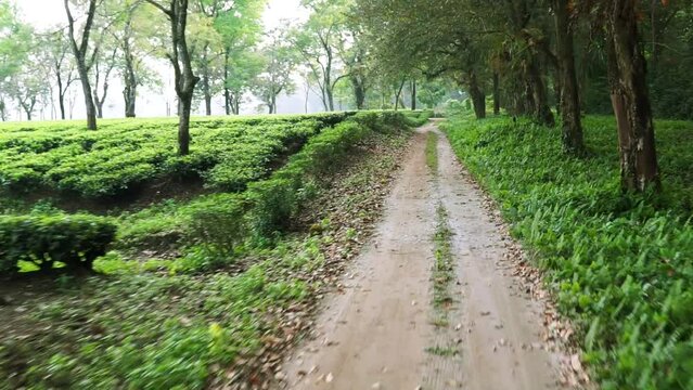 Jungle safari inside Gorumara National Park situated in Dooars, West Bengal, India. 
