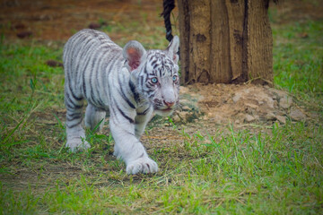 baby bengal white tiger
