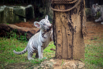 baby bengal white tiger