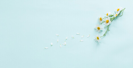 summer white flowers  on blue background 