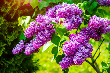 Pink lilac blooms in the Botanical garden
