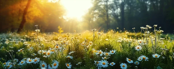 Foto op Plexiglas Idyllic sunlit meadow blanketed with daisies and lush grass, evoking serenity and growth, symbolizing renewal and the essence of spring © Bartek