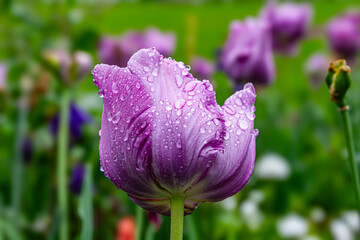Fleurs sous la pluie