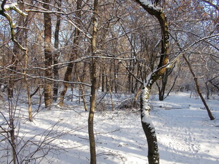 It is impossible to describe in words the natural beauty of the winter forest under the rays of the frosty sun sparkling on the white snow carpet.