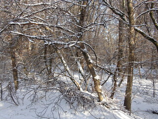 The incredible beauty of the branches of young trees covered with a clean sheet of snow in the thickets of the Dnieper forest.