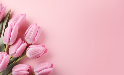 colorful tulips on pink background with copy space