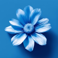 Fototapeta premium white flower on blue background
