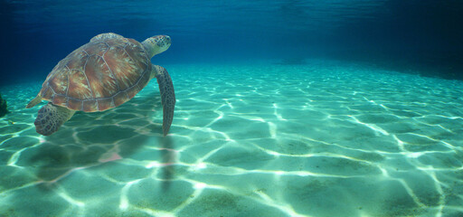 Obraz na płótnie Canvas a sea turtle swimming in the caribbean sea