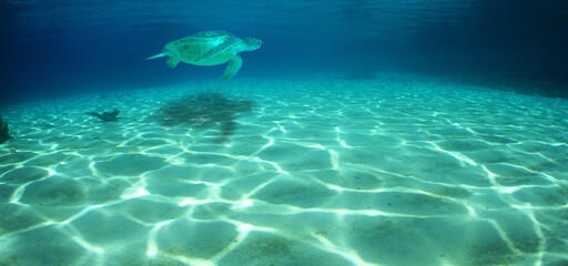 a sea turtle swimming in the caribbean sea