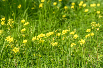 yellow flowers on the island of Cyprus 2