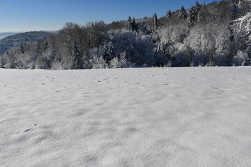 Snowy farytail