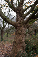 Obraz premium Trees in nature during winter. Various species.