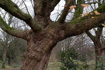 Obraz premium Trees in nature during winter. Various species.