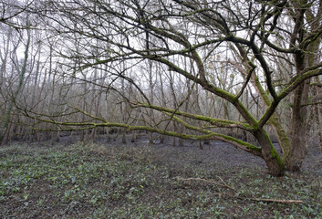 Fototapeta premium Trees in nature during winter. Various species.