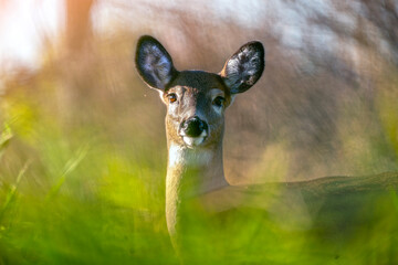 Cerf de Virginie dans le feuillage