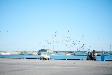漁港で見かけたカモメの群れ