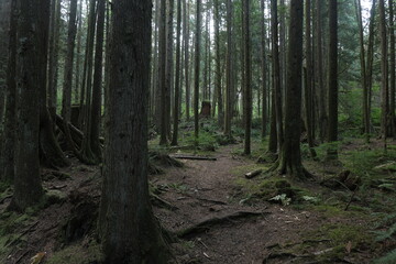 Obraz premium Natural variety that is observable in a deep forest, in West Canada. Vancouver. Early morning and daytime.