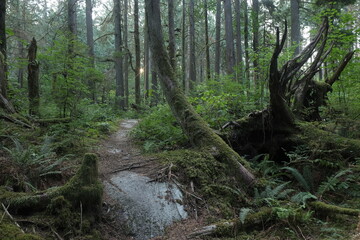 Natural variety that is observable in a deep forest, in West Canada. Vancouver. Early morning and daytime.