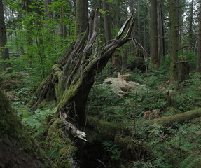 Obraz premium Natural variety that is observable in a deep forest, in West Canada. Vancouver. Early morning and daytime.