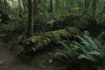 Natural variety that is observable in a deep forest, in West Canada. Vancouver. Early morning and daytime.