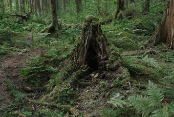 Fototapeta premium Natural variety that is observable in a deep forest, in West Canada. Vancouver. Early morning and daytime.
