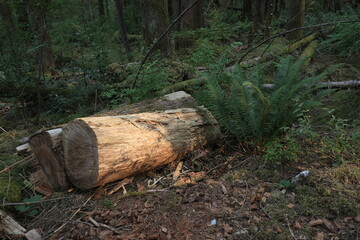 Natural variety that is observable in a deep forest, in West Canada. Vancouver. Early morning and daytime.