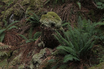 Natural variety that is observable in a deep forest, in West Canada. Vancouver. Early morning and daytime.