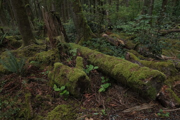 Fototapeta premium Natural variety that is observable in a deep forest, in West Canada. Vancouver. Early morning and daytime.