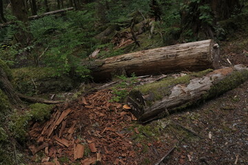 Natural variety that is observable in a deep forest, in West Canada. Vancouver. Early morning and daytime.