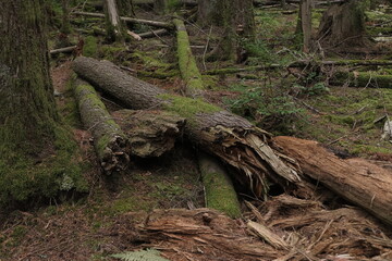 Natural variety that is observable in a deep forest, in West Canada. Vancouver. Early morning and daytime.