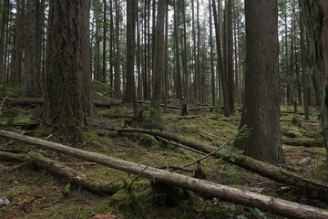 Natural variety that is observable in a deep forest, in West Canada. Vancouver. Early morning and daytime.