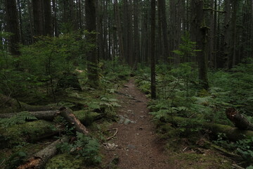 Natural variety that is observable in a deep forest, in West Canada. Vancouver. Early morning and daytime.