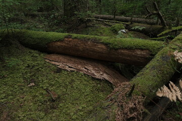 Natural variety that is observable in a deep forest, in West Canada. Vancouver. Early morning and daytime.