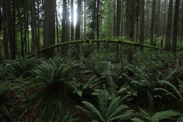 Natural variety that is observable in a deep forest, in West Canada. Vancouver. Early morning and daytime.