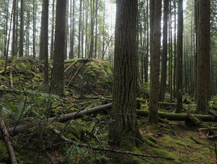 Natural variety that is observable in a deep forest, in West Canada. Vancouver. Early morning and daytime.