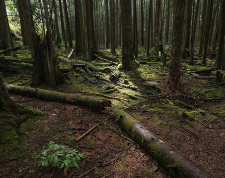 Natural variety that is observable in a deep forest, in West Canada. Vancouver. Early morning and daytime.
