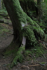 Obraz premium Natural variety that is observable in a deep forest, in West Canada. Vancouver. Early morning and daytime.