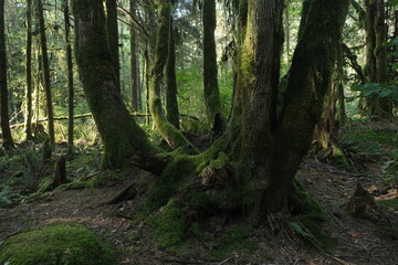Obraz premium Natural variety that is observable in a deep forest, in West Canada. Vancouver. Early morning and daytime.