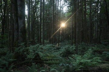Natural variety that is observable in a deep forest, in West Canada. Vancouver. Early morning and daytime.