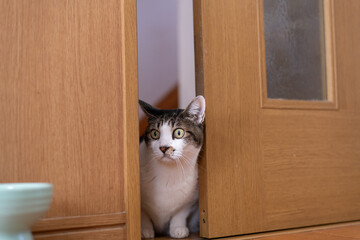 ドアの隙間から中を見る猫　キジトラ白
