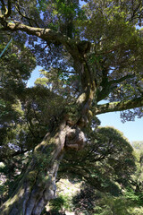 奇妙な形をした大木